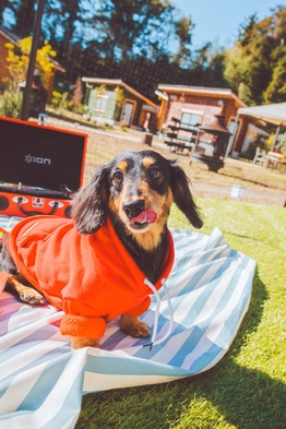 ★DOGcabin★【夕朝食付き】ノスタルジックな空間で楽しむ大迫力グランピングBBQプラン